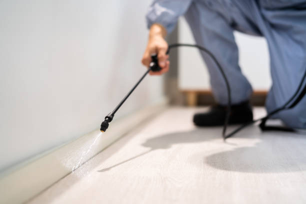 Certified termite inspector examining foundation in Kahului